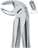 Lower Molars,Left 24